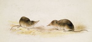 Shrews by Edward Lear